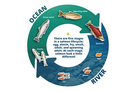 Image result for Pink Salmon Life Cycle