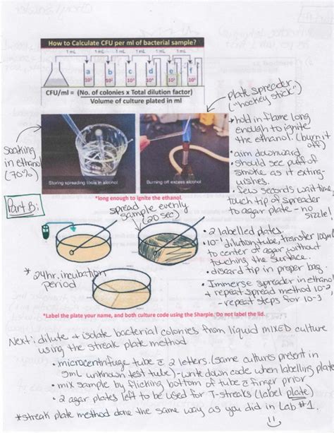 Image result for Lab Flow Chart Example