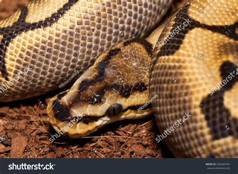 Toradh íomhá ar Python Snake Pics