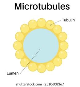 Toradh íomhá ar Function Structure in C