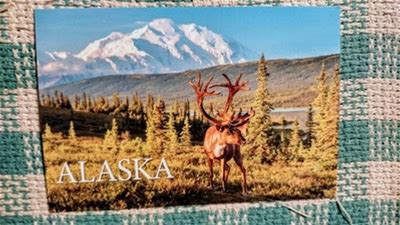 Beautiful Post Card Caribou In Denali.State Of Alaska
