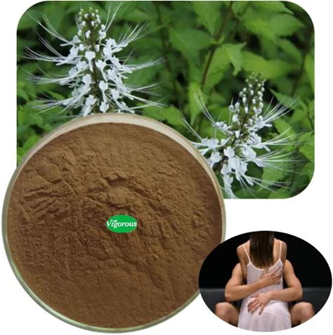 Organic Java Tea Orthosiphon Stamineus Extract Powder