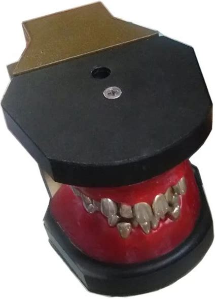 Dental Teeth Orthodontic Training Typodont Model