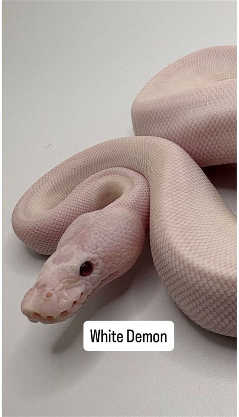 Ball Python (White Demon)