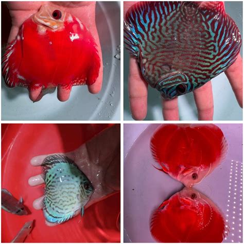 Pack Of 4 Discus Fish 4"- Live Fish Aquarium Overnight Shipping. Live Fish.