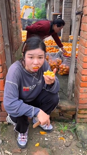 Amazing delicious sweet persimmon fruits | Yummy ripe fruits #farming #fruit