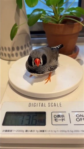 Tiny bird cutely weighed in Tokyo, Japan