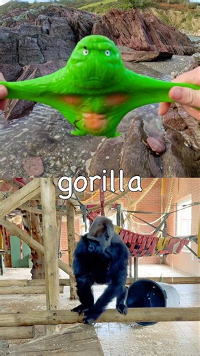 Animal Names | Kids Learn: Tortoise Gorilla Rooster Parrot Flamingo #HolidaysWithYouTube