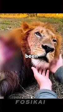 A Dog Brought Home a Lion Cub — What He Led the Man to See Was Shocking