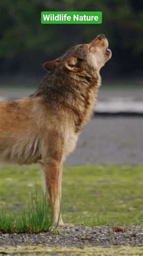 Wolf Sounds | Wolves Howling At Moon #wolf #wolfteam #wolfpack #shortsfeed #shorts