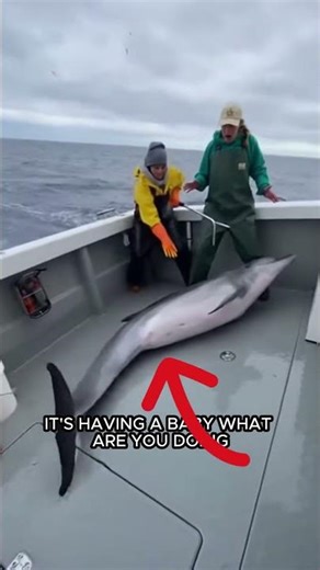 Dolphin Gives Birth on Fishing Boat Moments After Leaping Aboard