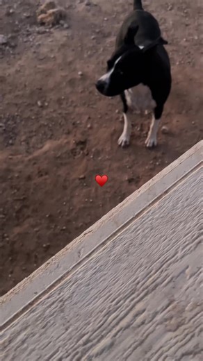 Understanding Wolves with Oz: A Unique Perspective