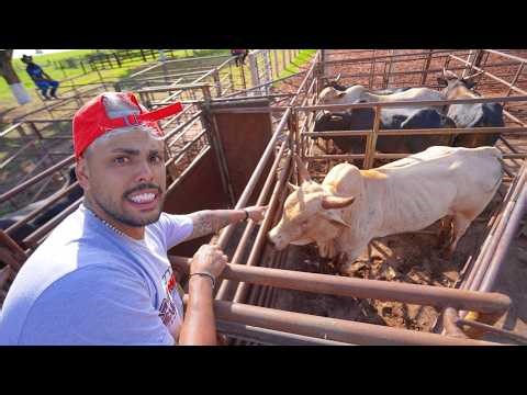 COMPREI O BOI MAIS PERIGOSO DE RODEIO QUE ELE TINHA NA FAZENDA !