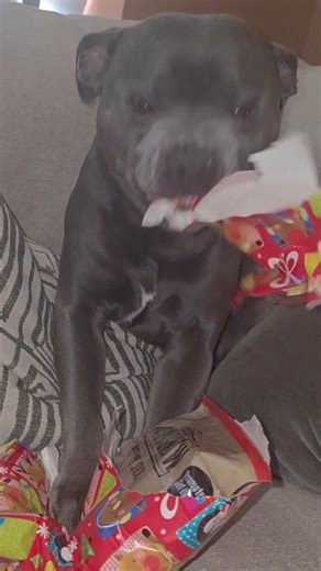 Putting those little toothies to good use 🎁 There's something so sweet about a doggo unwrapping his presents 🥹 Merry Christmas from Koba 🐾 🎄✨️ #merrychristmas #dogsoffacebook #doggo #staffy #staffordshirebullterrier #bluestaffy | Laura Newman