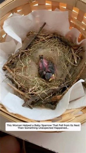 This Woman Helped a Baby Sparrow That Fell from Its Nest, Then Something Unexpected Happened…