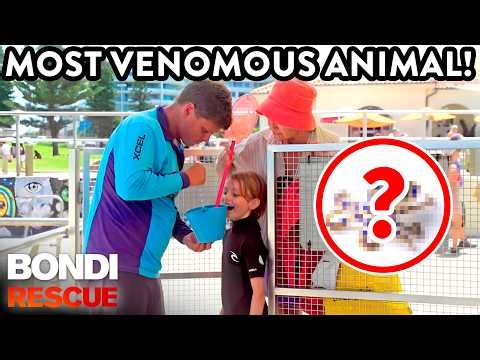 1 Hour Of Bondi's DE*DLIEST Animals