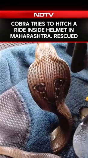 Cobra Tries To Hitch A Ride Inside Helmet In Maharashtra. Rescued