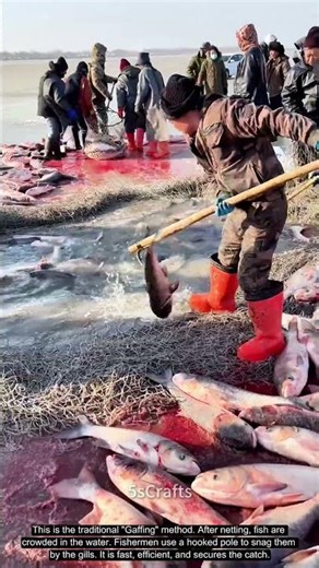 Winter Fishing Skill: How to Gaff Fish at Chagan Lake