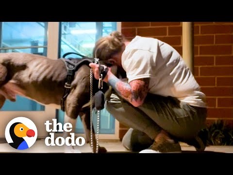 Shelter Pittie Saved Just In Time Melts Into His Rescuer's Arms | The Dodo