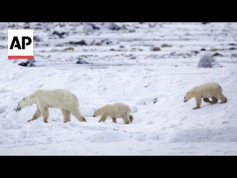 Polar bear mom adopts a cub that isn't her own