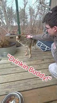 Waiting Coyote!🐺#weavethecoyote #wildlife ##cute #animals #animal #nature #new #friends #love #life