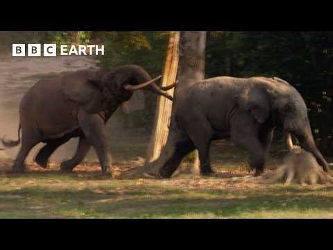 Elephant Bulls Battle It Out | Narrated by David Attenborough | Africa | BBC Earth