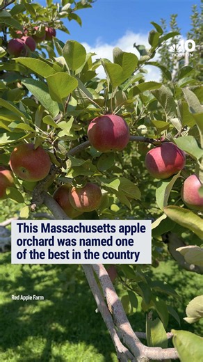 An apple orchard in Massachusetts was just ranked one of the best in the country by USA Today’s 10Best. #nbc10boston #massachusetts #travel #fall #news
