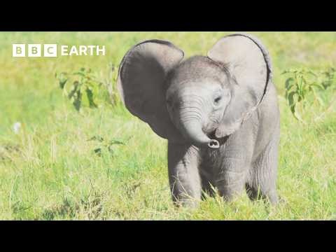 Top 10 BBC Earth Moments of 2025 | BBC Earth