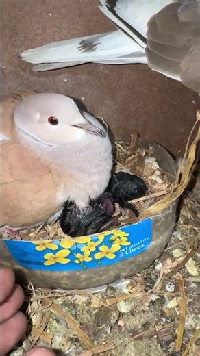 OMG ! Dove hatched Black baby chick