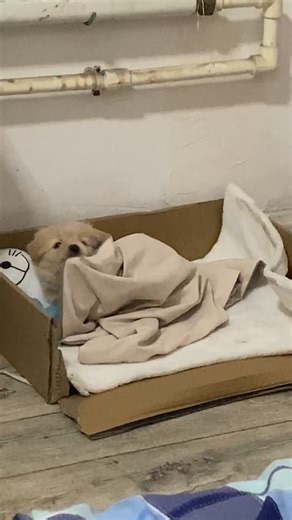 There's nothing better in this world than a cute, innocent, sleeping pup ❤️💤 | The Animal World