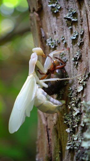 “White Mantis Devours Spider – Timelapse Macro Predation” Watch a large white praying mantis…