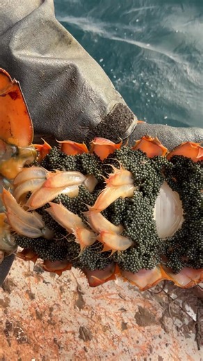 Breeding Insights for Females Over 40