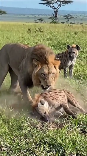 Never mess with the King of the Jungle! 👑
