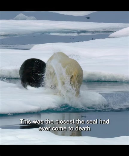 Polar Bear's Dramatic Hunt for Seal in the Arctic