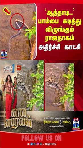 kerala | snake | viralvideo | rajanagam