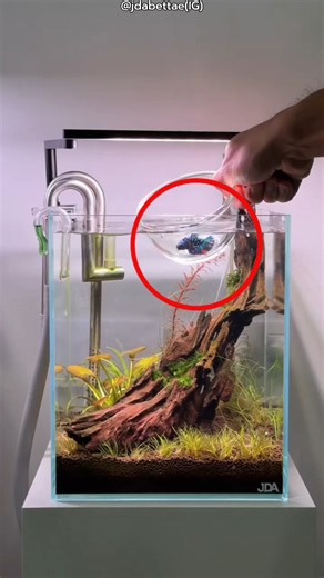 He Gave His Dirty Fish Tank a Complete Makeover! 🐟✨ #shorts #viral #fishtank