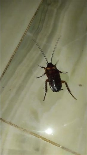 Cockroach (Telapoka) attack at night #cockroach