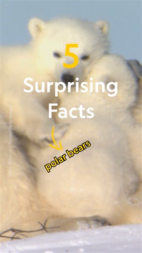 What has transparent hair, black skin, and built-in swimming goggles? That's right, it's a polar bear—and it has five facts to share with you. Find out more about polar bears: https://on.natgeo.com/4pKAIWa | National Geographic
