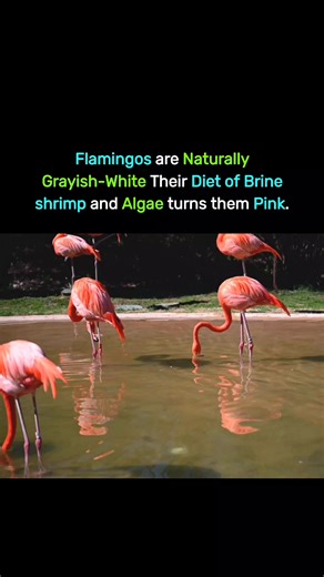 Flamingos are actually born grayish-white 🦩 Their pink color develops because of what they eat 🍤🌿 Their diet mainly includes brine shrimp and algae, which are rich in carotenoid pigments 🎨 These pigments are the same natural compounds that give carrots their orange color 🥕 When flamingos digest this food, their liver breaks the pigments down and deposits them into their feathers, skin, and beaks 🧬 Over time, as more pigments accumulate, their feathers slowly change from white to pink 🌸 Th