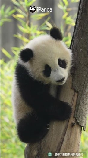 Hello? Can Anyone Help Me Get Down Here? | iPanda #shorts