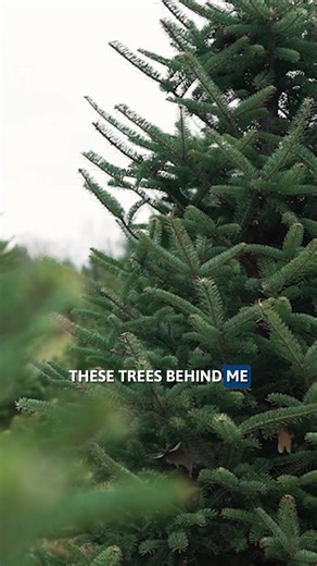 Why are real Christmas trees good for the environment? 🎄 We visited Richardson Christmas Tree Farm in Spring Grove to learn how real trees help the planet, explore different tree varieties, and hear expert insight from the farm. MORE: bit.ly/3MRNp31 | Fox 32 Chicago