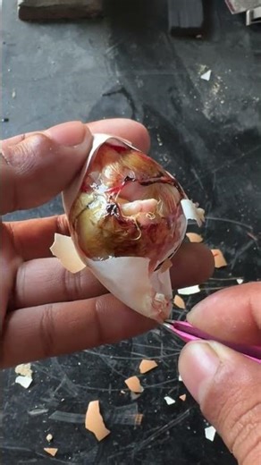 Rescue un-hatched baby chick Successfully
