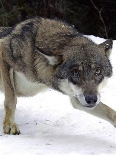 Understanding Wolves: Nature's Majestic Creatures