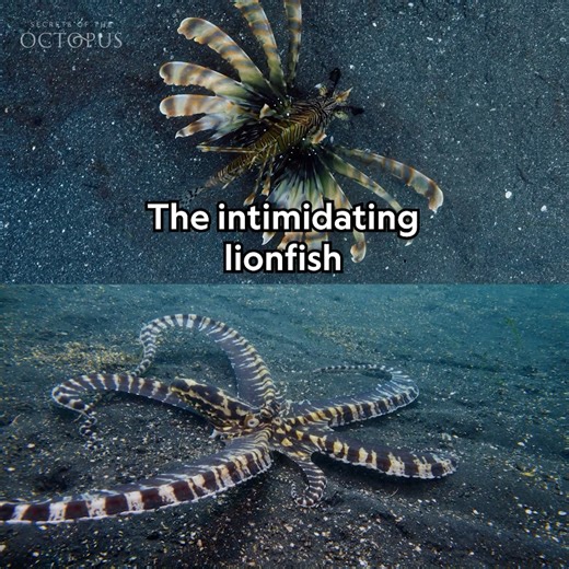 Meet the mimic octopus – the ocean’s ultimate shape-shifter. Let us know in the comments your favourite look This Boxing Day,join us as we dive into the extraordinary world of octopuses, uncovering their intelligence, personalities, and incredible ability to adapt to every corner of the sea. Watch Secrets of the Octopus, December 26th from 7pm, on National Geographic UK | National Geographic UK