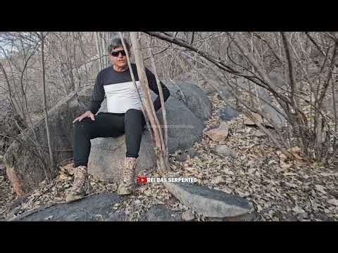 The armadillo caught the rattlesnake's food!