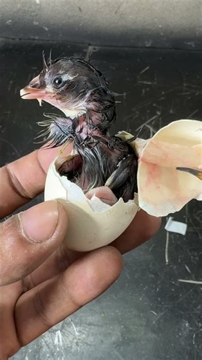 Majestic Egg hatching #mianinventions