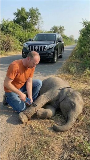Unexpected Help — Man Rescues a Baby elephant by the roadside #wildlife #elephant