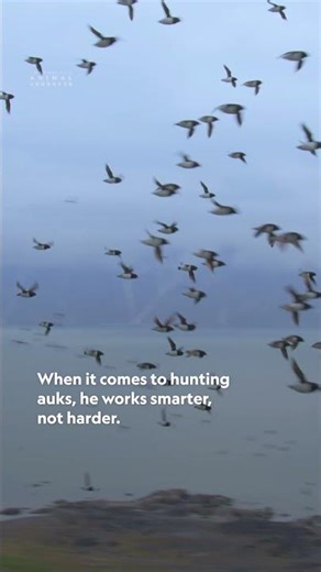 He’s not just hunting, he’s on a mission. 😤 #IncredibleAnimalJourneys #ArcticFox #NatGeoAnimals