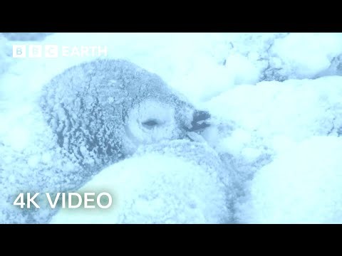 2 Hours of Stunning 4K Nature Scenes | 4K UHD | BBC Earth