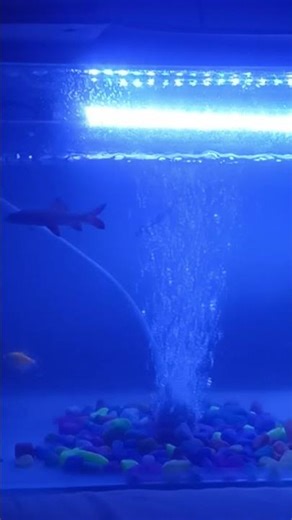 fish,fishing,fish tank,fishing videos,fish guys,fishing in the dark,fish for cats t